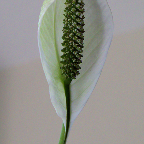 Blüte einer Zwerg-Blattfahne